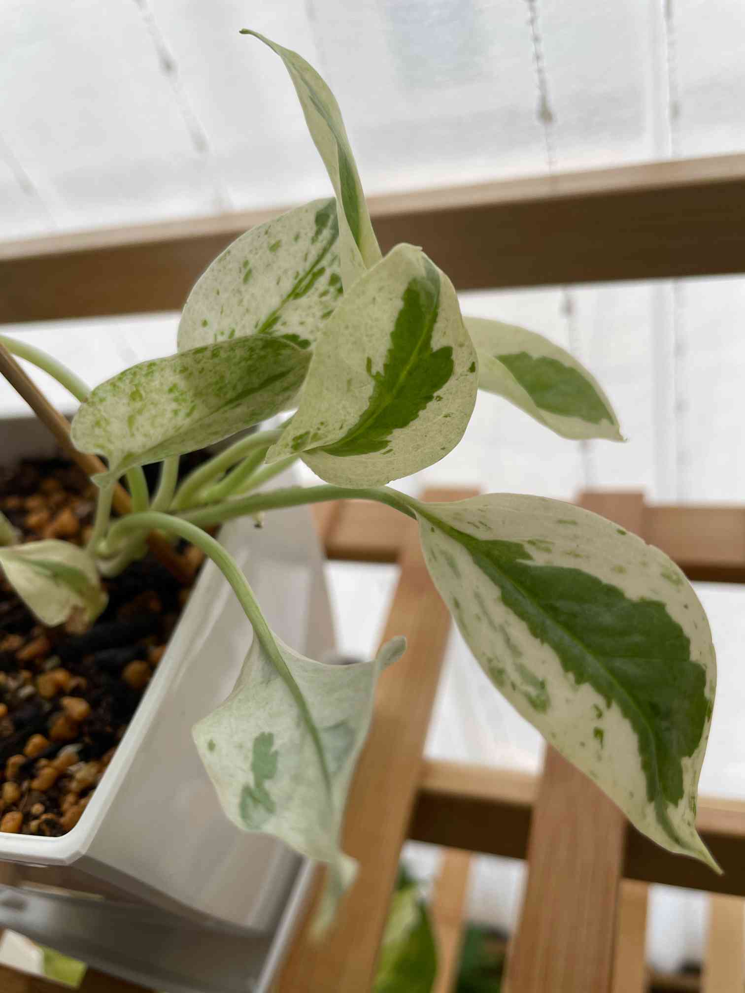 ポトス エクセレント ② 2.5号 鉢底から約18cm 8月4撮影現 豊中