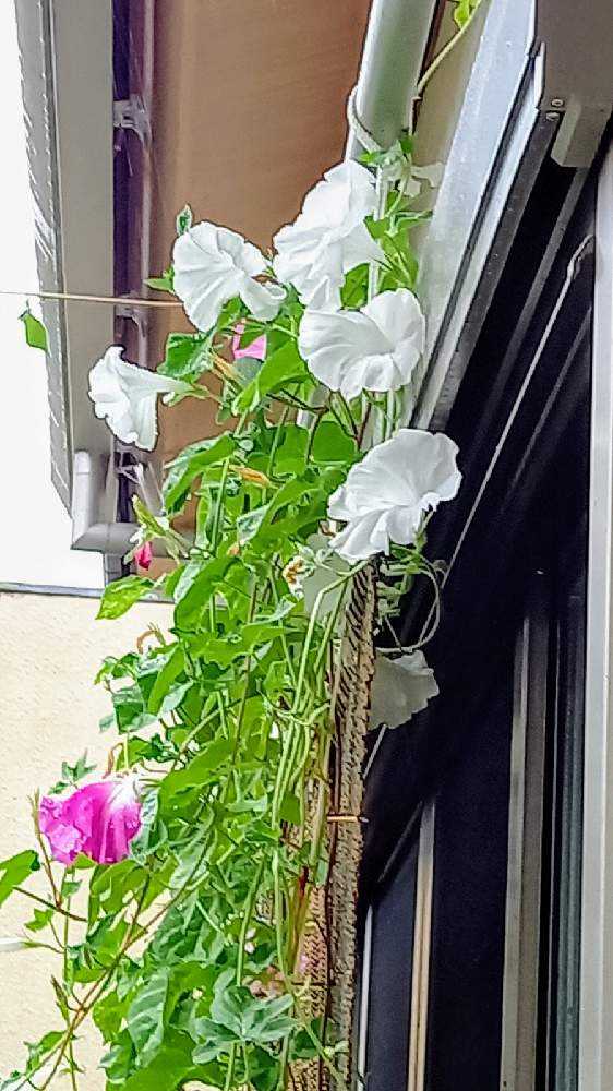 毎年咲かせたいから大輪朝顔の種採りします｜?GreenSnap（グリーン 