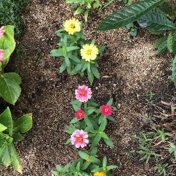 吉本花城園の投稿画像一覧 Greensnap グリーンスナップ