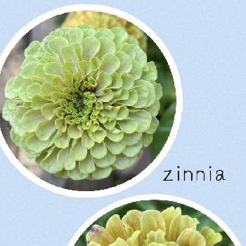 八ヶ岳の投稿画像一覧 Greensnap グリーンスナップ