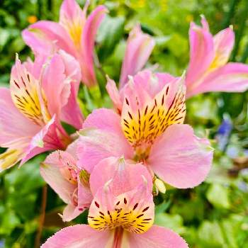 アストロメリアの投稿画像一覧 Greensnap グリーンスナップ