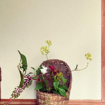 女郎花の画像 by Junさん | お出かけ先とヤマゴボウと桔梗とケイトウと女郎花と生け花初心者と岡山と花のある暮らしと秋の花と生け花