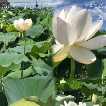 蓮の花托の投稿画像一覧 Greensnap グリーンスナップ