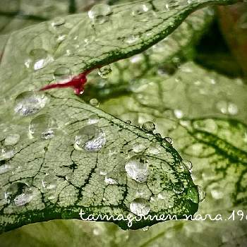 にわか雨の画像 by tamagomen. nara.1964さん | 植物観察日記とiPhone11ProMaxと気温24℃とにわか雨と奈良県奈良市とカラジューム*