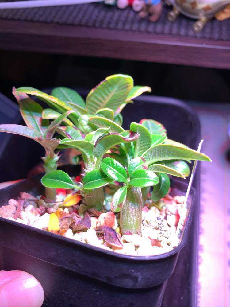 21/05/25播種 ウィンゾリー実生 更新するかも…｜🍀GreenSnap（グリーン