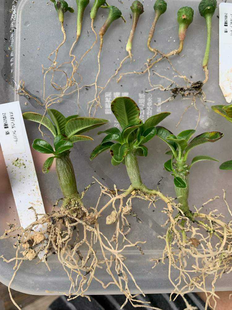 21/05/25播種 ウィンゾリー実生 更新するかも…｜🍀GreenSnap（グリーン