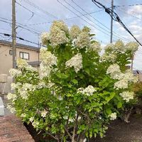 ウツギ 空木 の育て方 植え付け時期や剪定 挿し木の方法は Greensnap グリーンスナップ