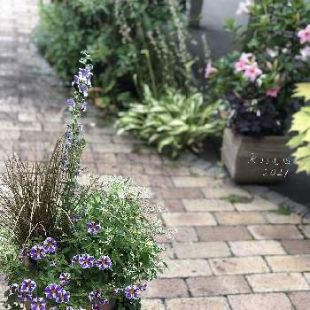 ラミウム ビーコンシルバーの画像 by rosa  sさん | 小さな庭とスーパーベル ホーリースモークとカレックスとリシマキア　ヌンムラリアとラミウム ビーコンシルバーとアンゲロニア　エンジェルフェイス　ウェッジウッドブルーとユーフォルビア・ダイアモンドフロストとPWと小花会と紫色の花とPROVEN　WINNERSとガーデリンクとハクサンと白い花とPWプルーブンウィナーズと北海道とProven WinnersとPW育てたとrosa s PW花苗アンバサダー2021とHakusanとPWアンバサダー