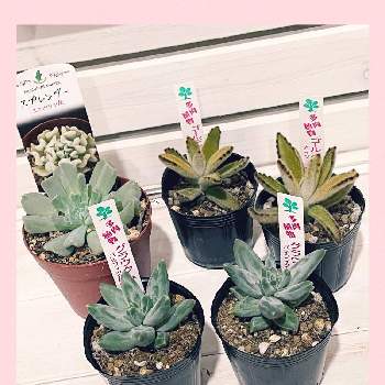 コーナン港北インター店の投稿画像一覧 Greensnap グリーンスナップ