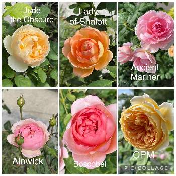 コーラル色の花の画像 by ブルーネストさん | 小さな庭とDA クラウンプリンセスマルガリータとイングリッシュローズとDA ボスコベルとDA レディオブシャロットとDA アルンウィック(らしい)とDA ジュード・ジ・オブスキュアとDA アンシェントマリナーとばら バラ 薔薇とオレンジ色の花とピンクの花とコーラル色の花とおうち園芸と香る花とイングリッシュ・ローズとデビッドオースティンとガーデニングとバラが好きとバラを楽しむとアプリコット色の花