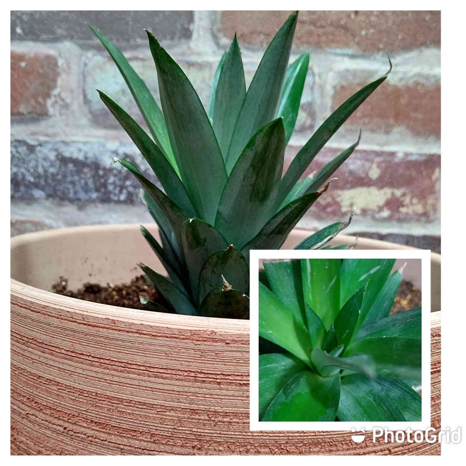 多肉 プランター NO，92 多肉 プランター NO,92 セダム 寄せ植え