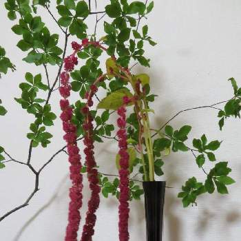 アマランサスの投稿画像一覧 Greensnap グリーンスナップ