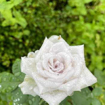 バラ ブルーグラビティの投稿画像一覧 Greensnap グリーンスナップ