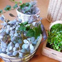 カランコエ プミラの育て方 水やりの時期や日当たり加減は Greensnap グリーンスナップ