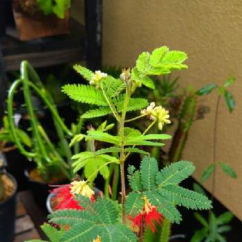 ねむの木の花の投稿画像一覧 Greensnap グリーンスナップ