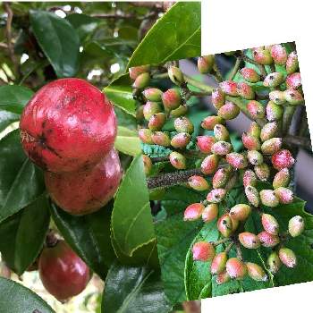 可愛い木の実の画像 by Cimarronさん | お出かけ先とリンゴツバキとハクサンボク　実とハクサンボクと赤い実❤️と可愛い木の実と可愛い樹木