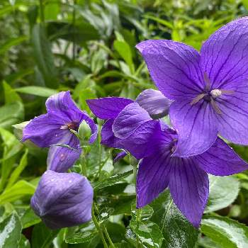 キキョウ紫の画像 by あこさん | 小さな庭と雨の中と雨の日にと小さな幸せ♡と花のある暮らしとキキョウ紫とキキョウ♪