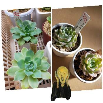 種から育てるの投稿画像一覧 Greensnap グリーンスナップ