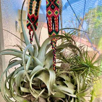 チランジア ベルゲリの投稿画像一覧 Greensnap グリーンスナップ