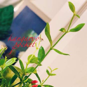 グングン成長の画像 by キラライ　ブツ子さん | カンガルーポケット♬.*ﾟと元気に育ってますとカンガルーポケット ディスキディアとチャーミングプリティーとグングン成長とポケットとカンガルーポケットの花と風船の中から根