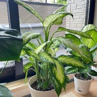 ディフェンバキアの育て方 置き場所や水やりのコツは Greensnap グリーンスナップ