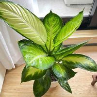 ディフェンバキアの育て方 置き場所や水やりのコツは Greensnap グリーンスナップ