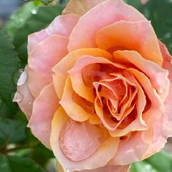 ミニバラ フォーエバーの画像 by Yorikoさん | ミニバラ フォーエバーと薔薇に魅せられてと薔薇のある暮らし♡とおうち園芸