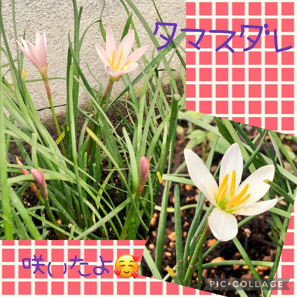 小さな庭の画像 by naoppeさん | 小さな庭と自然体と咲いてくれてありがとう❤と可愛い〜♡と小さな華やぎ♡とずっと一緒に〜〜♡♡♡