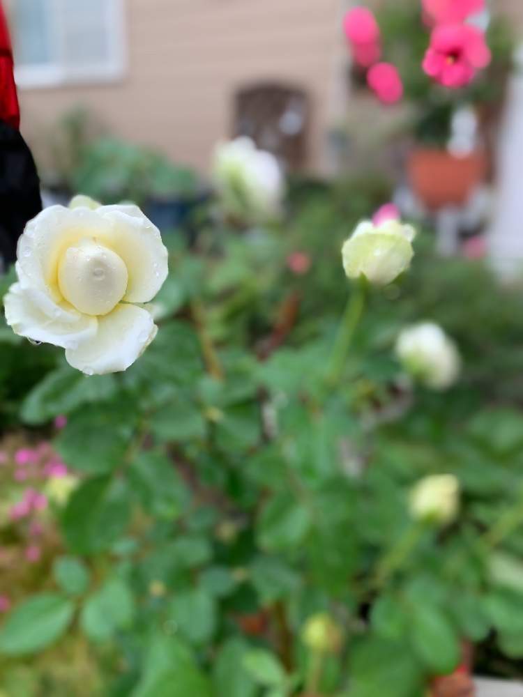 ミニチュアローズの投稿画像 By ぱっぱらさん 小さな庭と岩手県とばら バラ 薔薇とにわと花のある暮らしと白い花と岩手県とばら バラ 薔薇とにわと花の ある暮らしと白い花 21月8月18日 Greensnap グリーンスナップ Greensnap グリーンスナップ ミニチュアローズの投稿画像 By ぱっぱらさん 小さな庭と岩手県とばら バラ 薔薇とにわと花のある暮らしと白い花と岩手県とばら バラ 薔薇とにわと花の ある暮らしと白い花 21月8月18日 Greensnap グリーンスナップ Greensnap グリーンスナップ