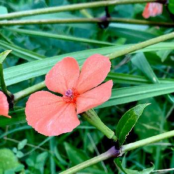 日本固有種の投稿画像一覧 Greensnap グリーンスナップ
