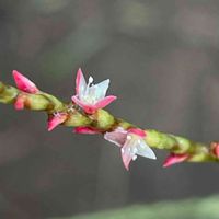 ミズヒキ,花壇,ガーデニング,山野草,タデ科の画像