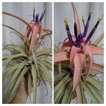 カピタータ の投稿画像一覧 Greensnap グリーンスナップ