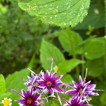 スターフロックスの画像 by selinaさん | スターフロックスとスターフロックス☆と公園と小さい花と紫の花と海外暮らし