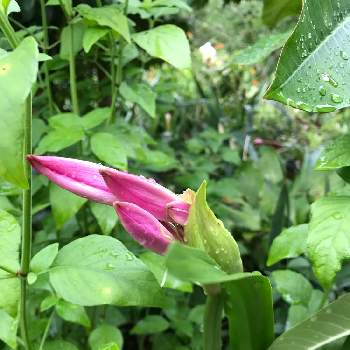 クリナム属の投稿画像一覧 Greensnap グリーンスナップ