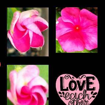 ローズ色の花の画像 by レモンさん | 小さな庭とニチニチソウ☆とおうち園芸とつぼみといやし♡とローズ色の花と可愛い♡