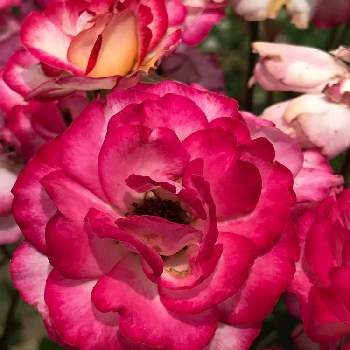 バラ クレオパトラの投稿画像一覧 Greensnap グリーンスナップ