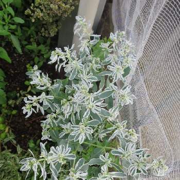 ユーフォルビア 氷河の投稿画像一覧 Greensnap グリーンスナップ