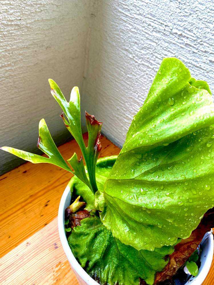 大株 ビカクシダ キッチャクード 【公式通販】