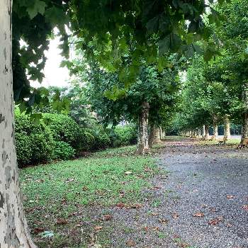 プラタナスの投稿画像一覧 Greensnap グリーンスナップ