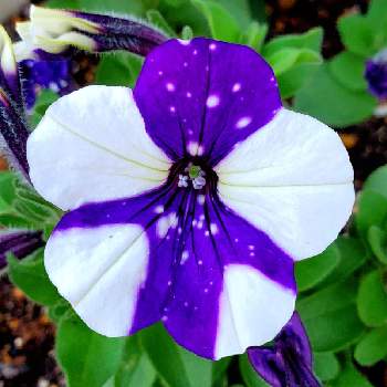 宇宙人の画像 by 美桜міо*さん | 車庫とペチュニア ナイトスカイとスマホ撮影と宇宙人とこんな時こそ花をとGSのみなさんに感謝♡とおうち園芸と紫色のお花とびっくり