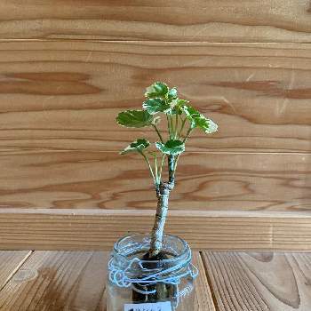 三浦園芸の投稿画像一覧 Greensnap グリーンスナップ