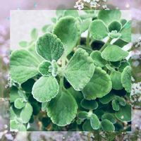 センスが光るチェリーセージの使い方をご紹介します Greensnap グリーンスナップ