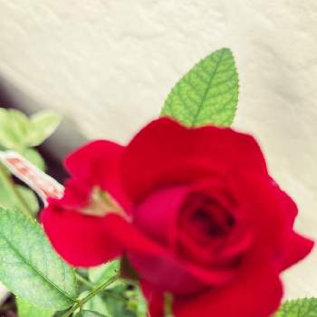 赤い薔薇❣の画像 by テルコちやんさん | レットキャプテンと花は癒しと鉢植えと赤い薔薇❣と可愛いと花のある暮らしと綺麗✨