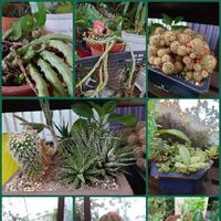 子宝草 子宝弁慶草 の育て方 季節によって日当たりや水やりの加減を変える Greensnap グリーンスナップ