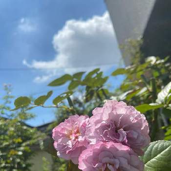 わんこのいる庭の画像 by ななちちさん | 小さな庭とアンティークウォッチとばら バラ 薔薇と薔薇愛同盟とコロナの馬鹿と薔薇男子と薔薇に魅せられてと植中毒と薔薇　アンティークウォッチと2021 GSでバラ園とわんこのいる庭と手づくりの庭とガーデニングと花のある暮らしとななちち薔薇2021とロザリアンとななちち邸とコロナのバカ