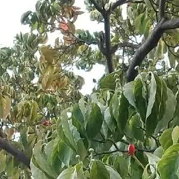 ハナミズキの実の投稿画像一覧 Greensnap グリーンスナップ