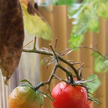 ミニトマト　ぺぺの画像 by エノキタケさん | 小さな庭とミニトマト　ぺぺと花より野菜とおうちde菜園と夏の庭☀とおうち園芸と鉢植え
