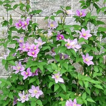 クレマチスピールの投稿画像一覧 Greensnap グリーンスナップ