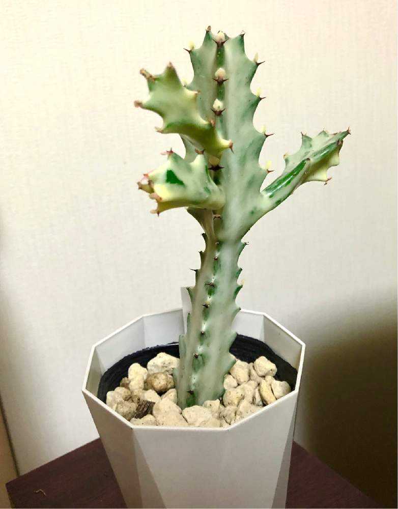 まとめ売り ホワイトゴースト 抜き苗 24本 楽天市場】ホワイトゴースト