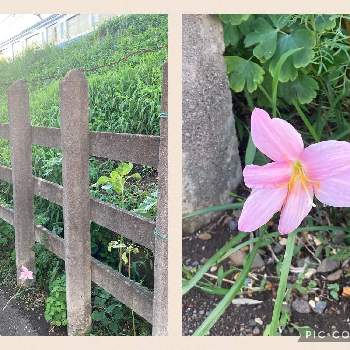 サフランモドキ！の画像 by ミワさんさん | お出かけ先とピンクの花と散歩中とサフランモドキ！
